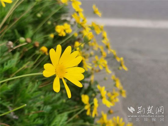 3.13 鳳凰廣場 黃金菊-1 _副本.jpg