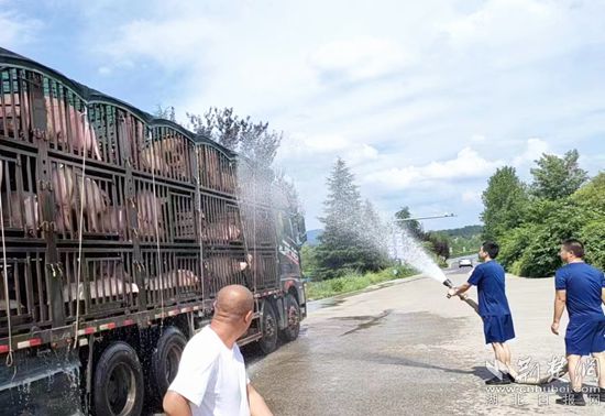 眼見一車生豬被救，長(zhǎng)途司機(jī)李師傅終于松了口氣 (1)_副本.jpg