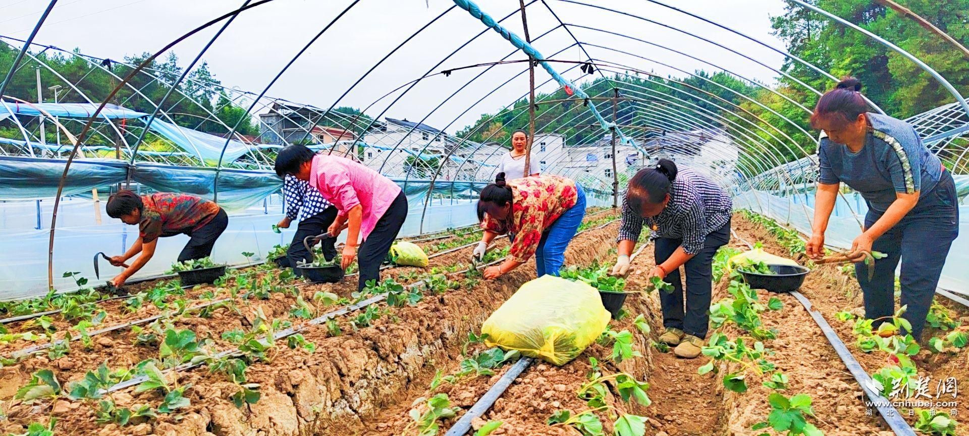 工人們正在移栽草莓.jpg.jpg