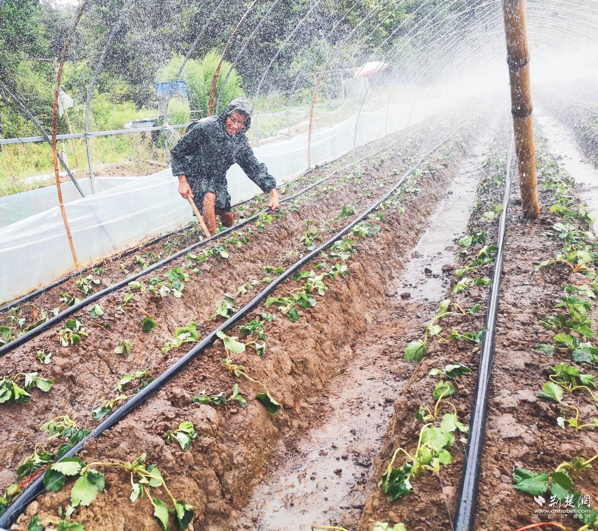 利用地管給草莓噴水降溫保苗。.jpg.jpg