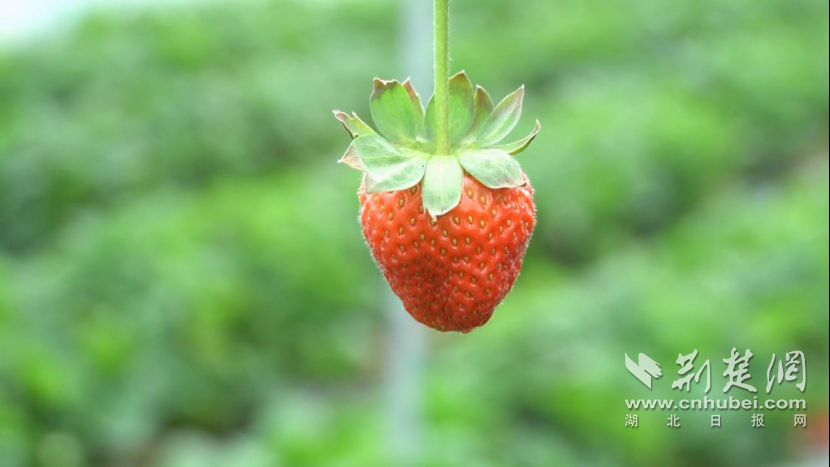 荊州·荊彩這三年｜紅色首府 周老嘴鎮(zhèn)(2)1625.png.png