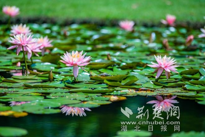 睡蓮展示區(qū)景觀(guān) 江濤視覺(jué)攝 (6).jpg.jpg