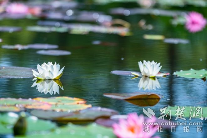 睡蓮展示區(qū)景觀(guān) 江濤視覺(jué)攝 (1).jpg.jpg