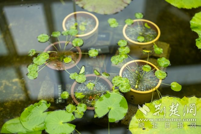 盧旺達(dá)睡蓮 鄧紅武攝.jpg.jpg