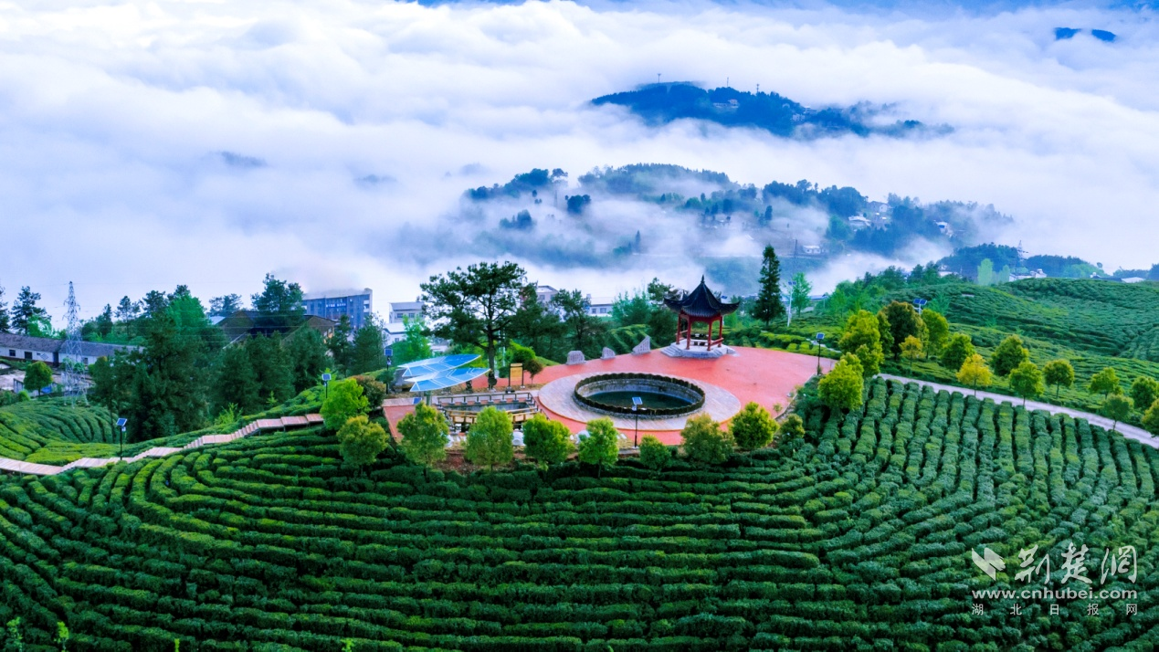 云海茶鄉(xiāng)  （顧遠林 攝）.png.png