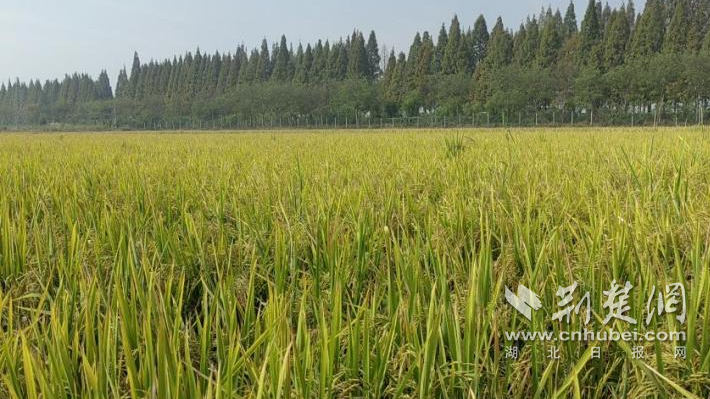 10a2629b9344935ffab92ea8b94aef2a_710X399_20241015190550