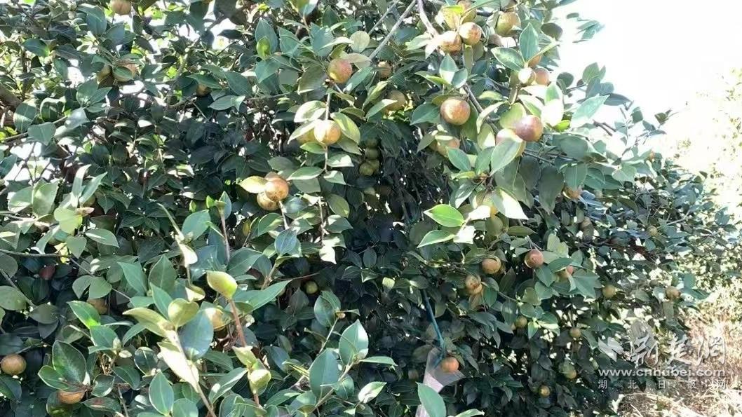 a66280759fc9dd7db0a892dcc951da97_1058X595_20241028111908