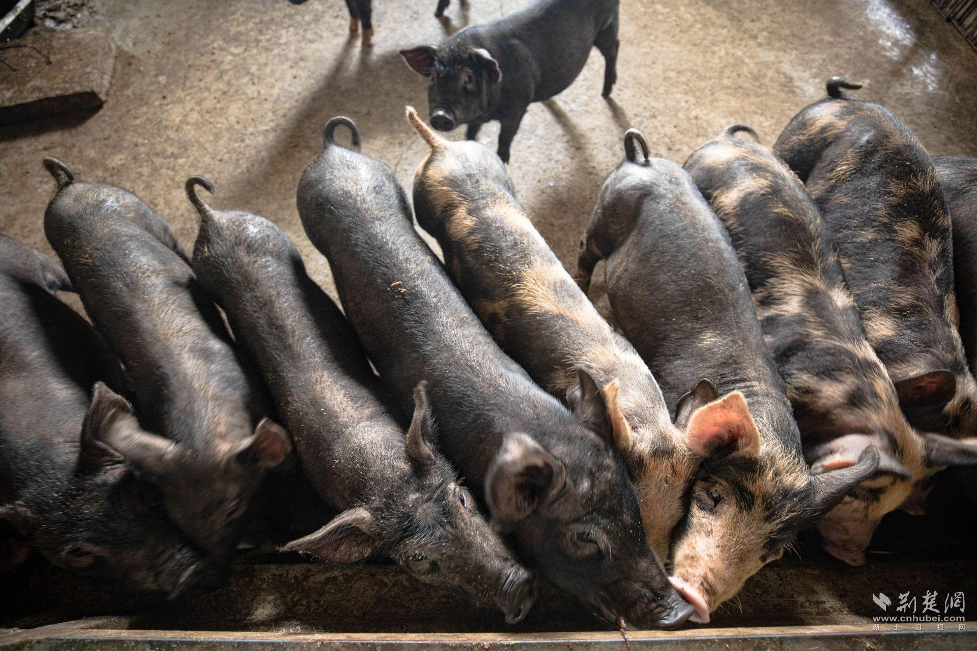 規(guī)范化的黑豬繁育基地 (2).jpg.jpg