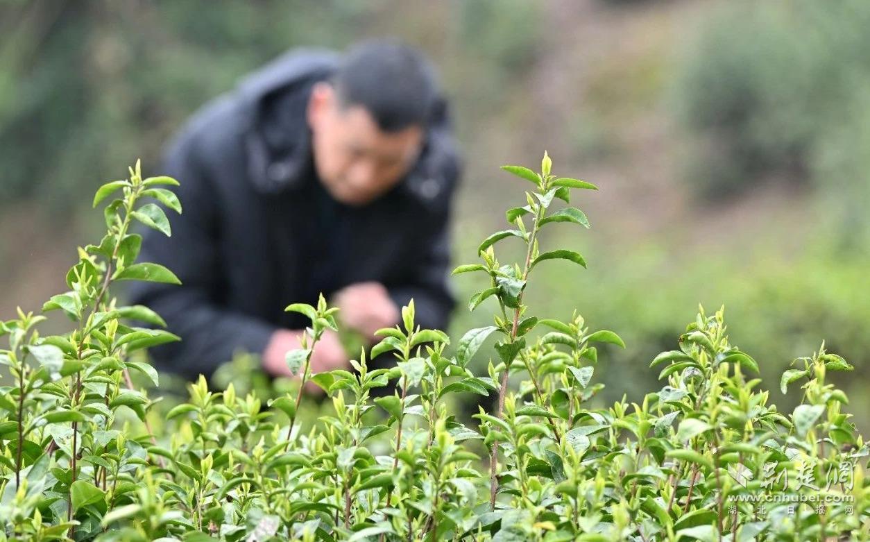 00a2b945fb1fab75c8ef0c6bace464bf_1254X781_20250330205209