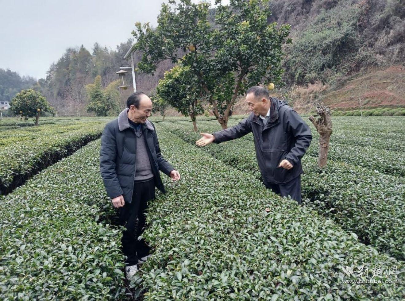 農(nóng)技專家在恩施市芭蕉侗族鄉(xiāng)茶園里查看茶葉長勢(shì)。（通訊員 楊子漩 供圖）.jpg.jpg