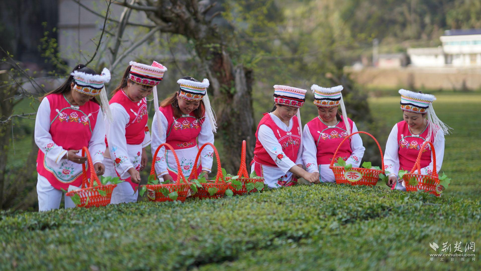 2.1.采摘茶葉 (2).jpg.jpg