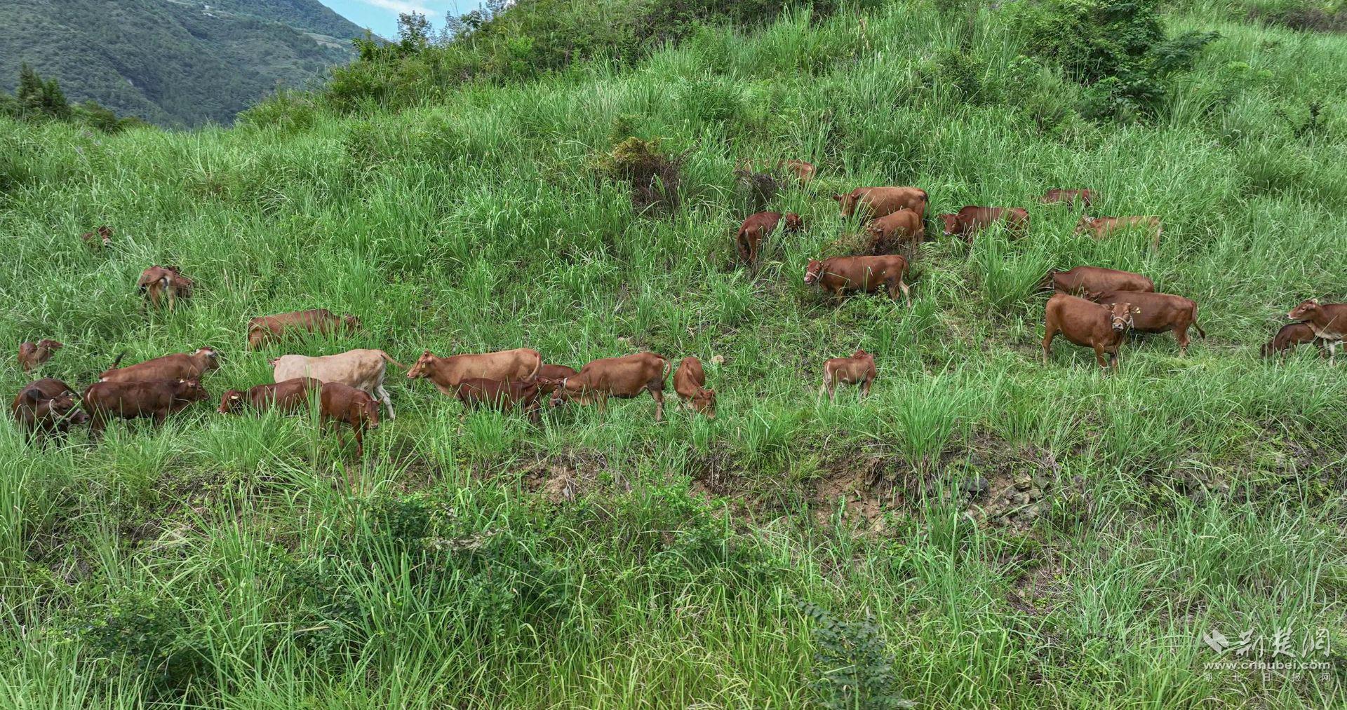 蓬勃發(fā)展的牛羊產(chǎn)業(yè) (2).jpg.jpg