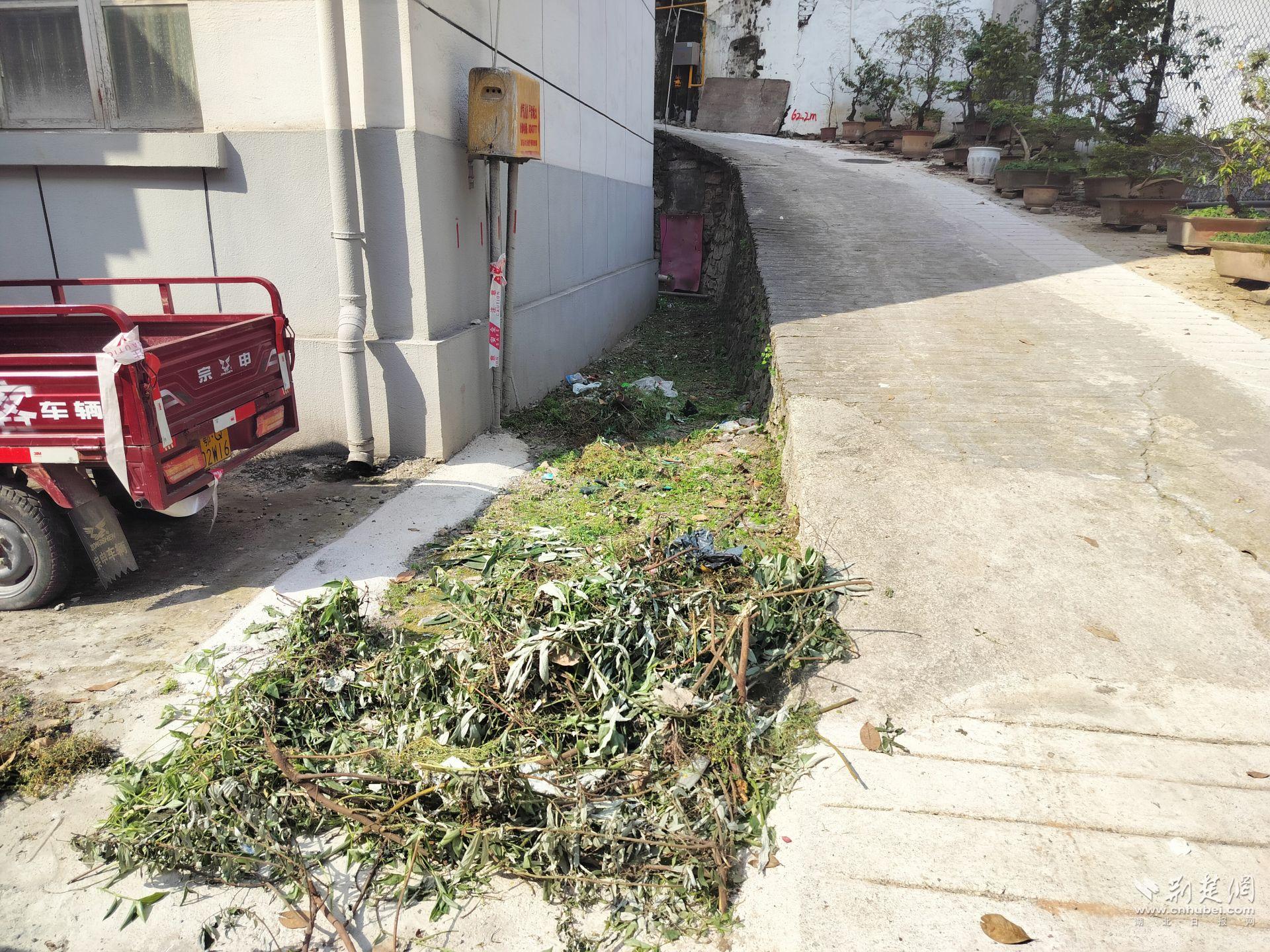 雜草清理前.jpg.jpg
