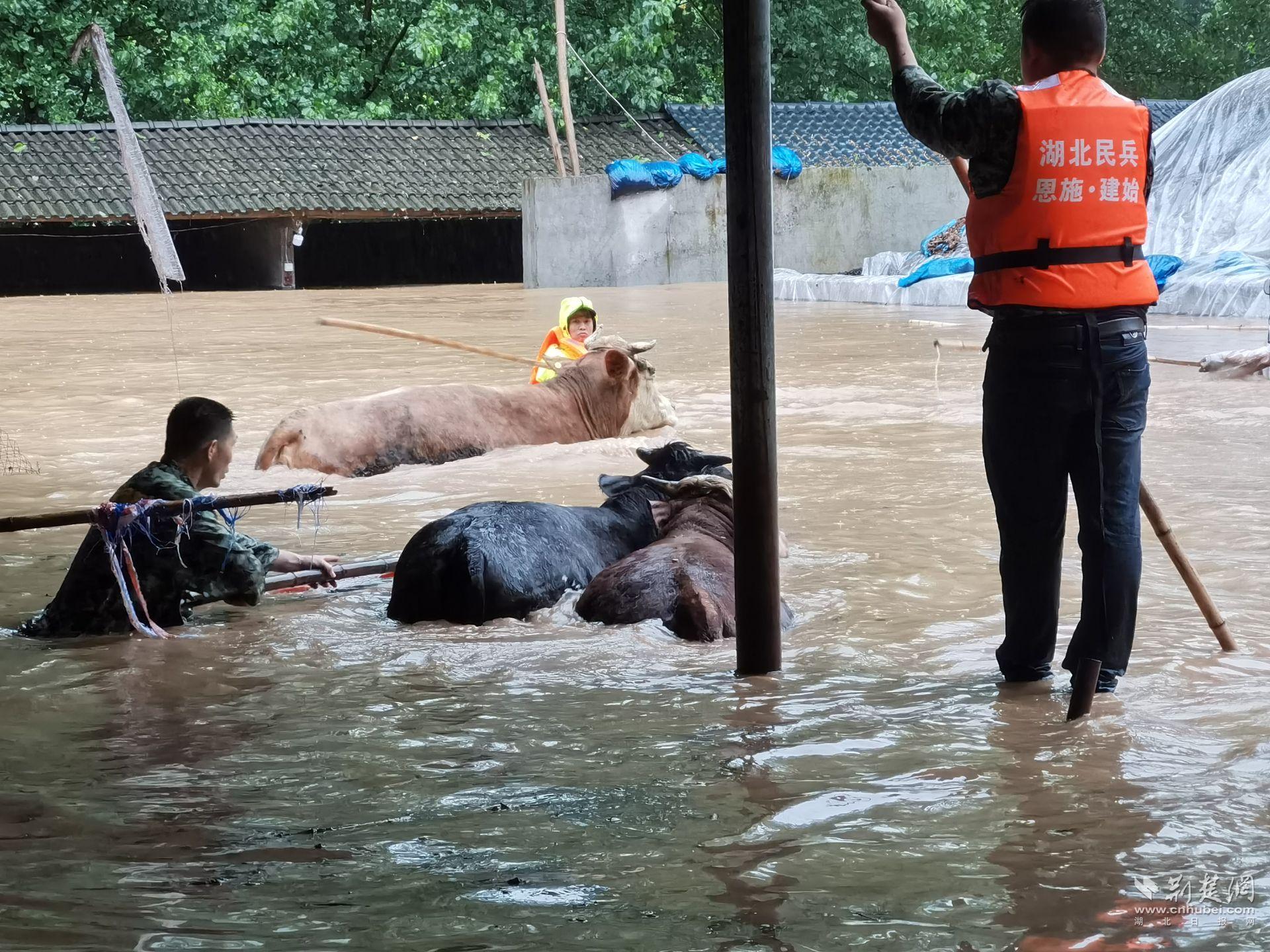2021年，紅巖村一農(nóng)戶家養(yǎng)殖場突遭山洪圍困，300余頭牛受困。紅巖派出所11名民輔警燙著齊身腰的水將被困群眾和牛群轉(zhuǎn)至安全地帶