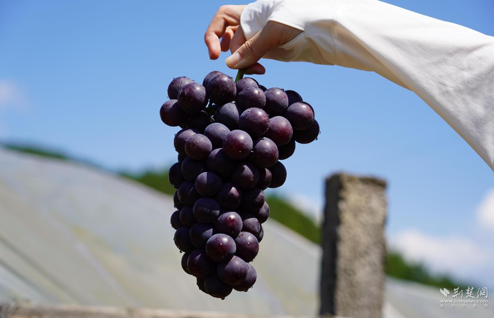 494cabf05a47f1c8f11eabc0818bb49b_1881X1210_20250729210233