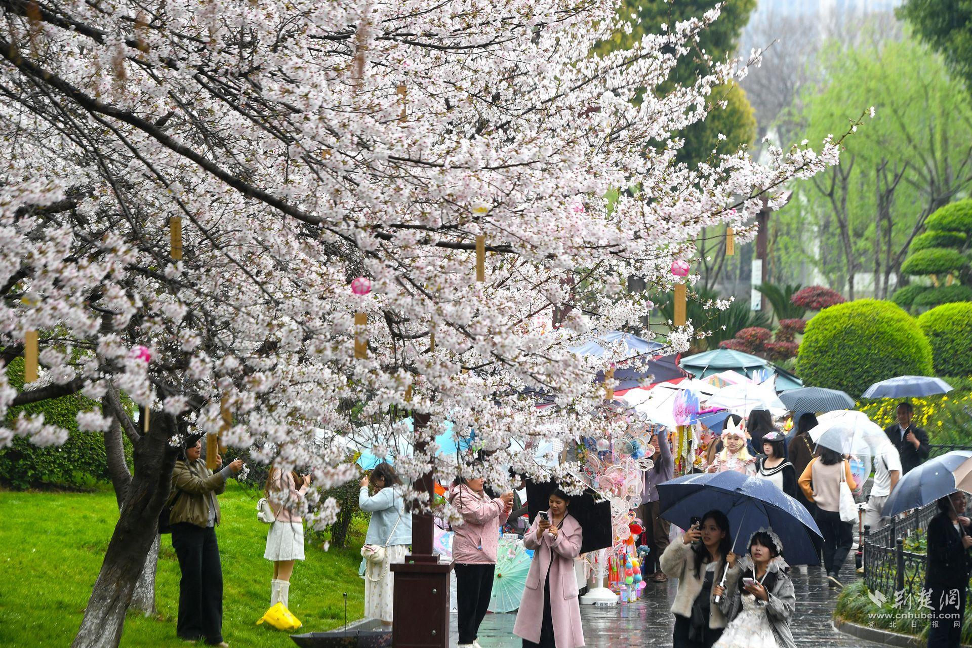 市民在堤角公園雨中賞櫻，1300余株櫻花按花期分為早、中、晚三期，紅粉白綠四色交織，花期可持續(xù)至四月上旬，游客總能找到心頭好.j