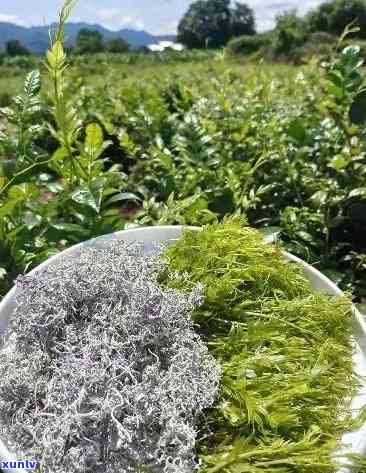 張家界莓茶價格探索之旅，自然美景與內(nèi)心寧靜的尋找