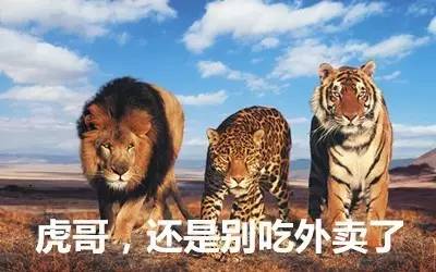 最新虎獅，學(xué)習(xí)變革的力量，自信與成就感的崛起之路