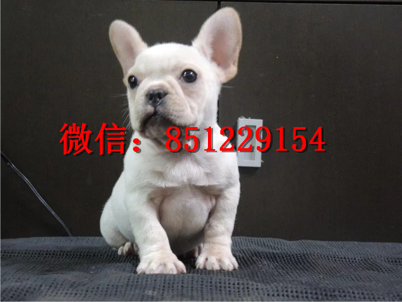 法牛犬行情走勢揭秘，溫馨日常背后的市場趨勢