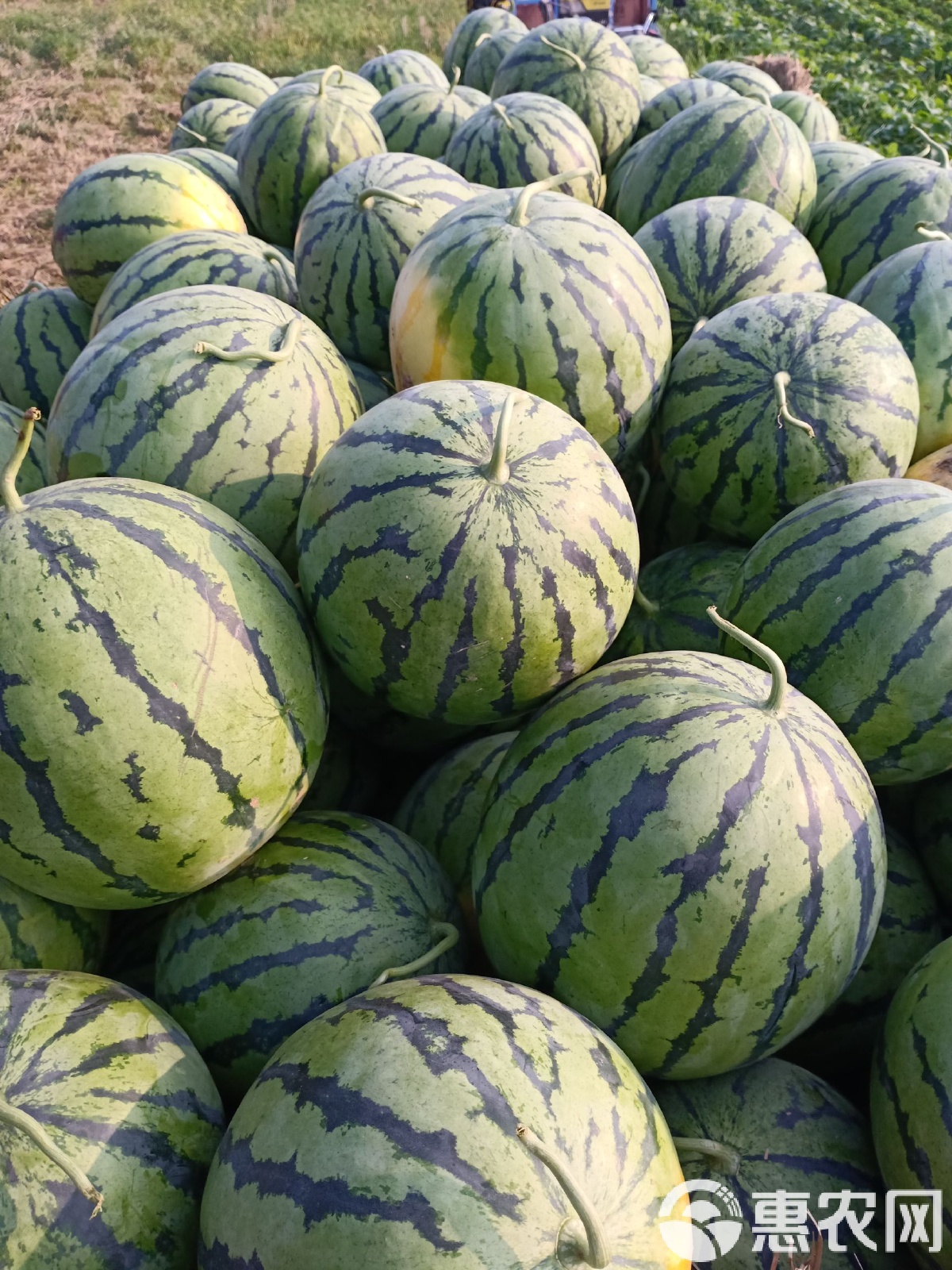 太康縣西瓜最新價格，時代背景下的瓜價變遷